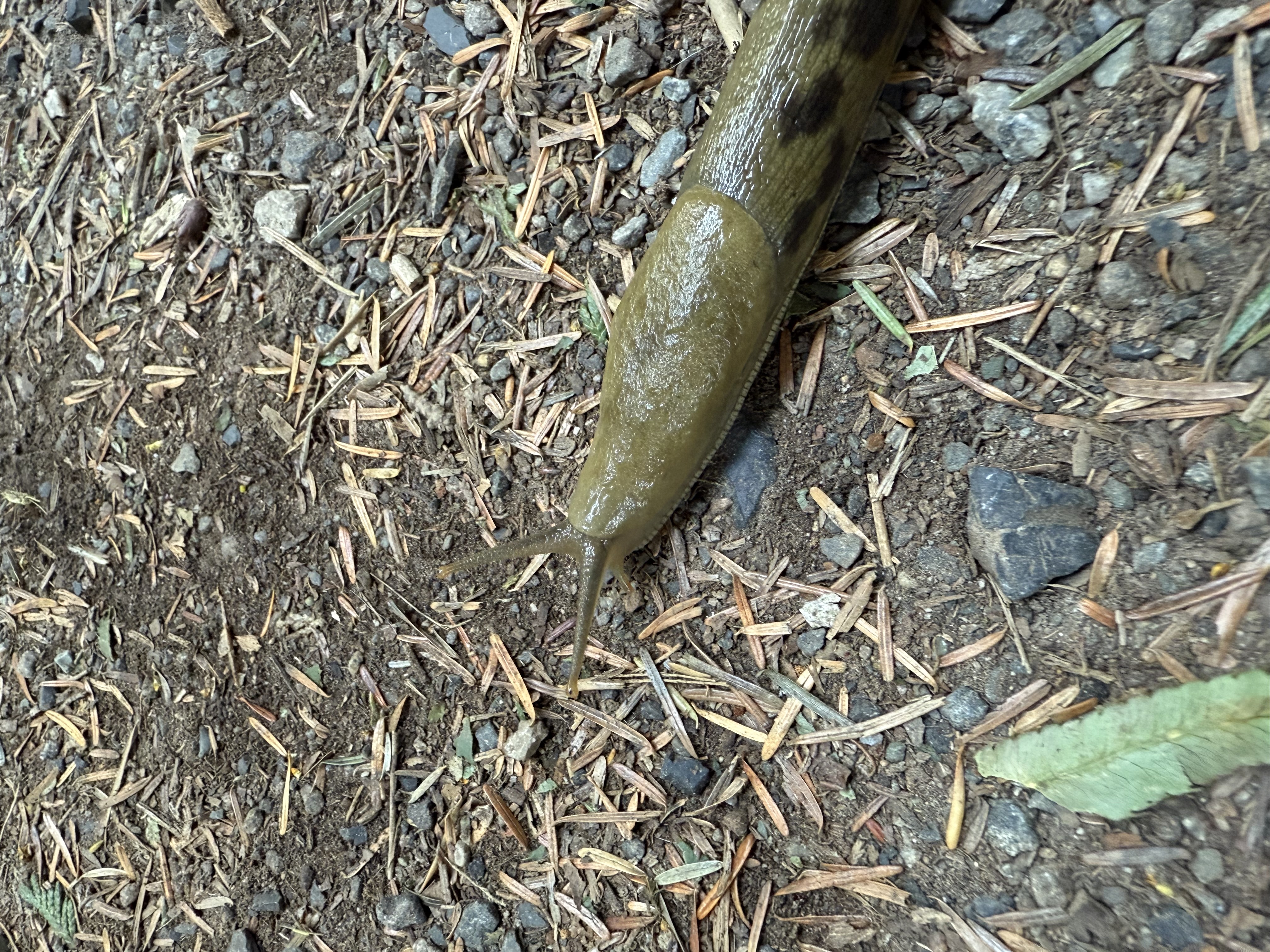 A banana slug, greenish with a few black leopard spots, glides along the trail. 